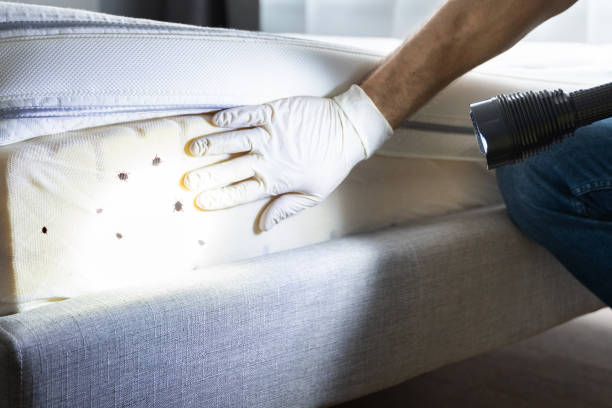 Best Cockroach Control Services  in Conyngham, PA