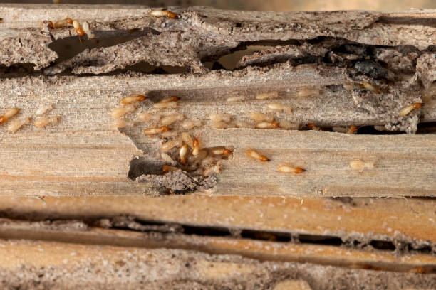 Best Commercial Pest Control Services  in Conyngham, PA